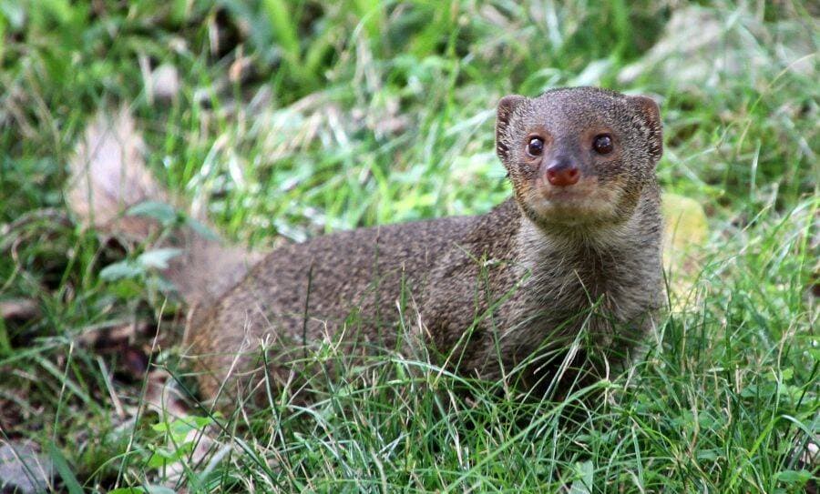 Mongoose control in Wahiawa, Oahu