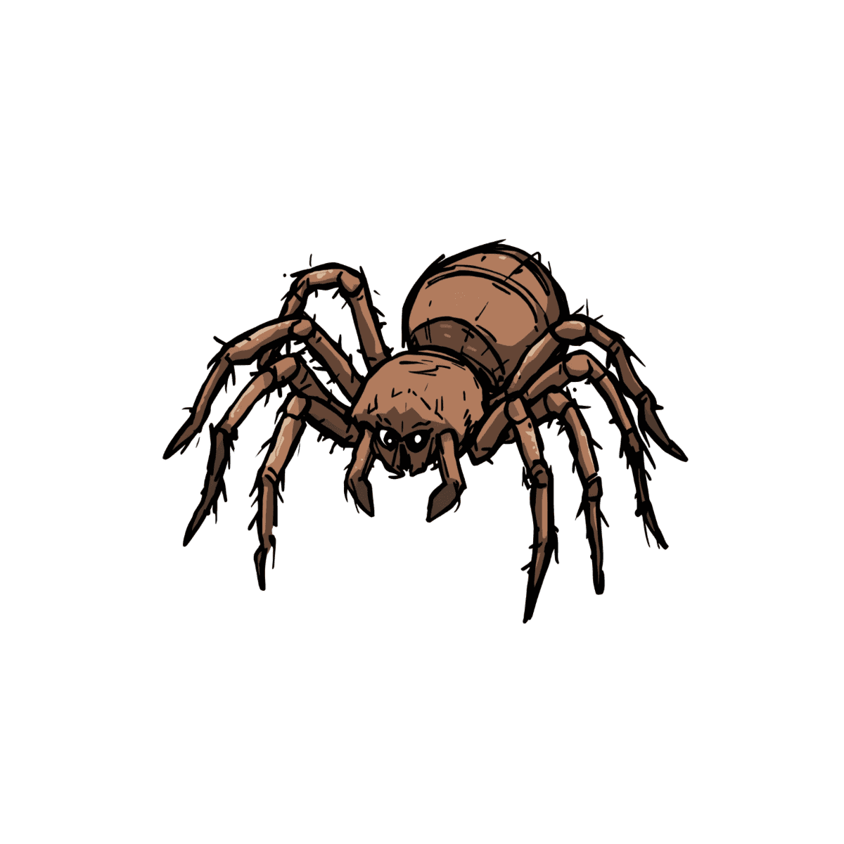 Spiders