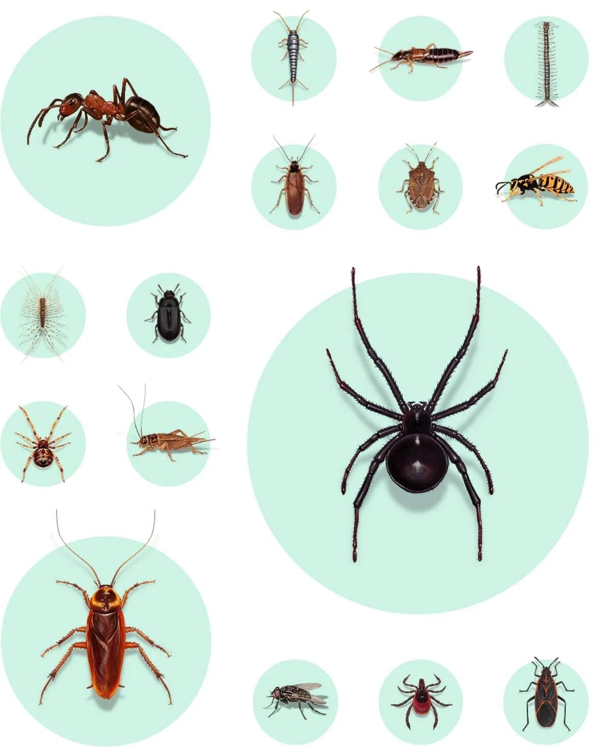 General pest control services on Oahu