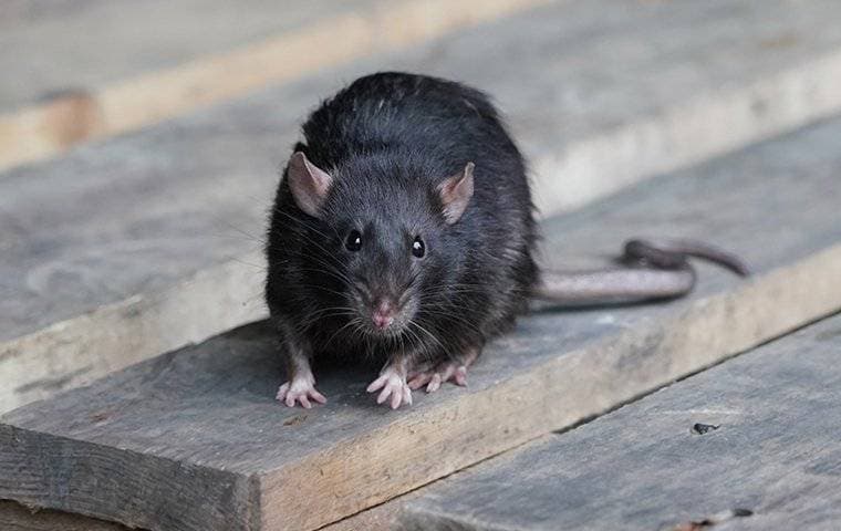 Roof Rats in Pearl City, Aiea & Waipahu: Why Central Oahu's Rat Population is Booming (and What to Do About It)