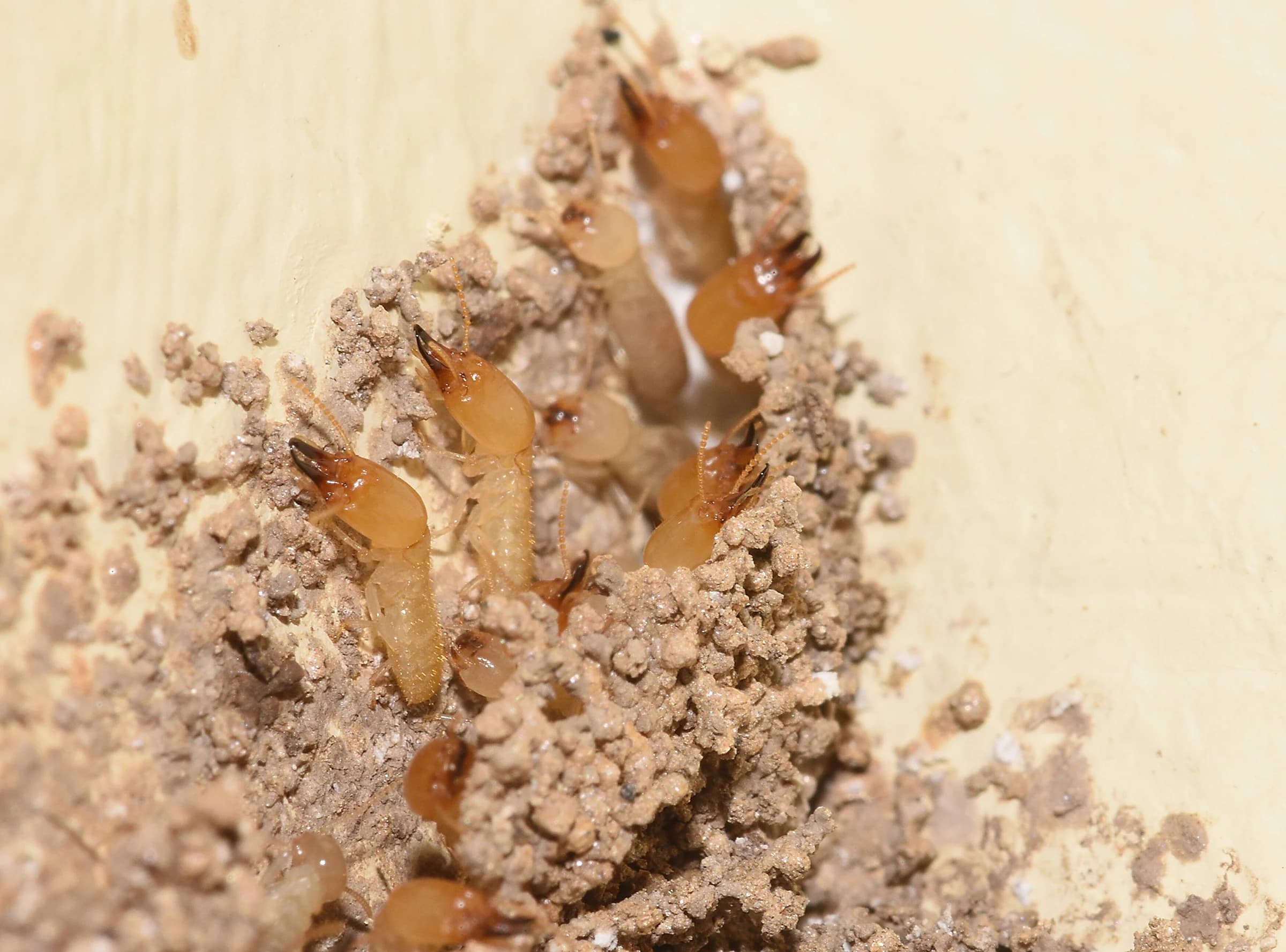 Termite treatment services on Oahu