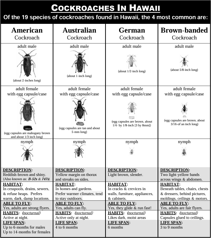 Pest control application on Oahu home
