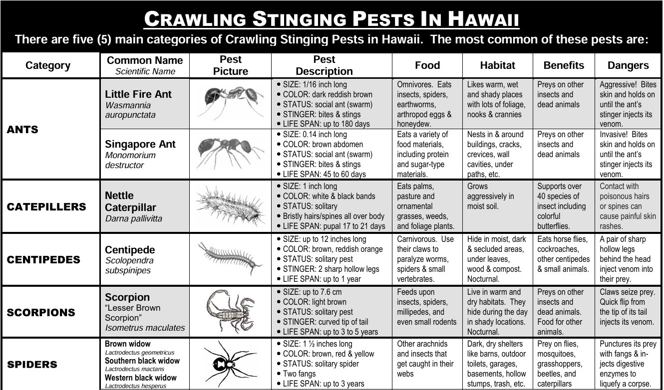 Professional pest treatment equipment