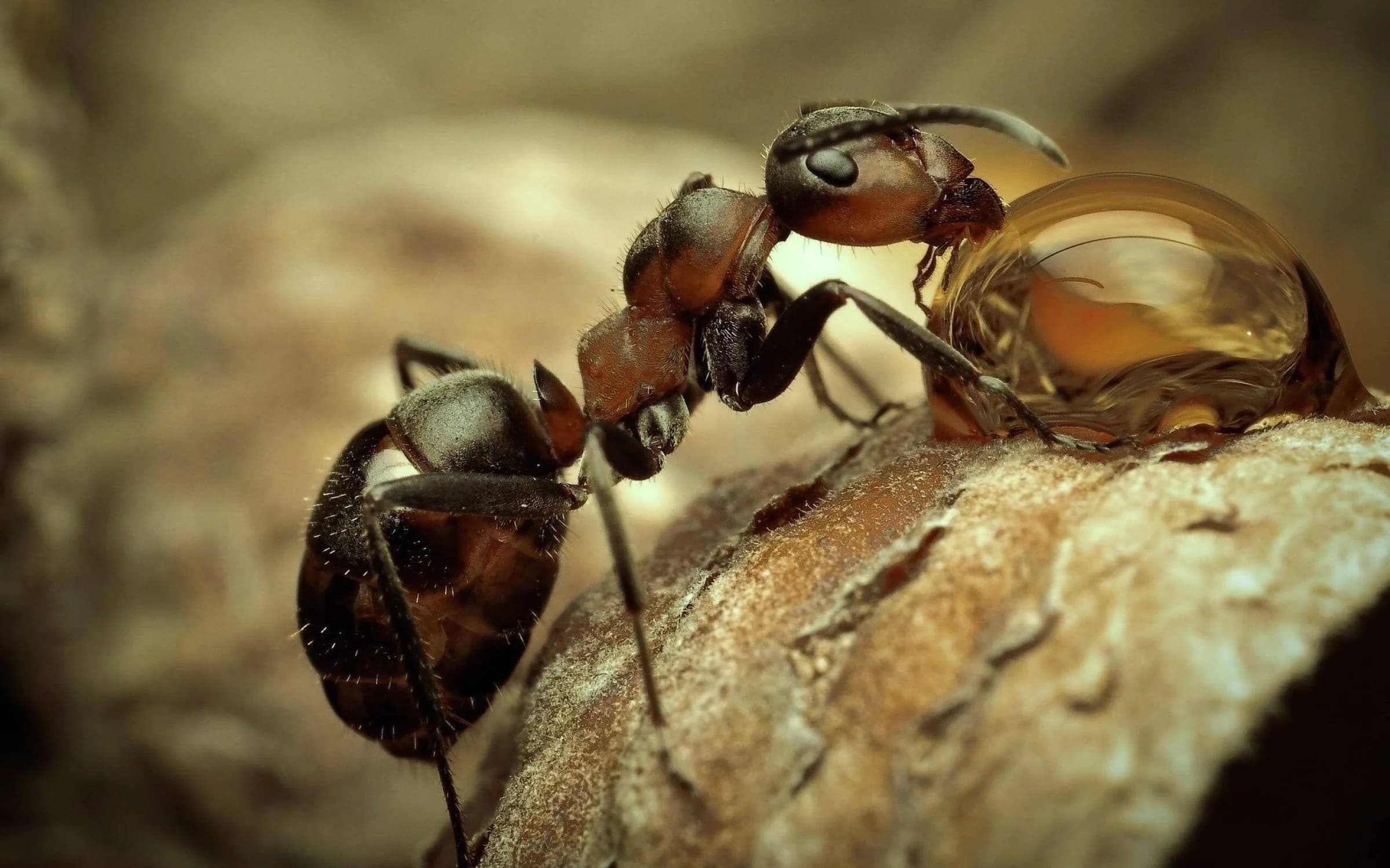 Mililani Pest Season: Why Central Oahu Homes See a Spring Surge in Ants, Centipedes & Termites