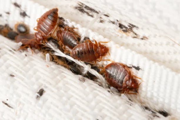 Bed Bugs control in Pearl City, Oahu