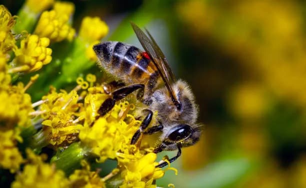 Bees & Wasps control in North Shore, Oahu