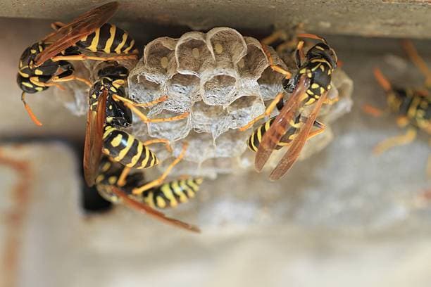 Bees & Wasps treatment — image 2