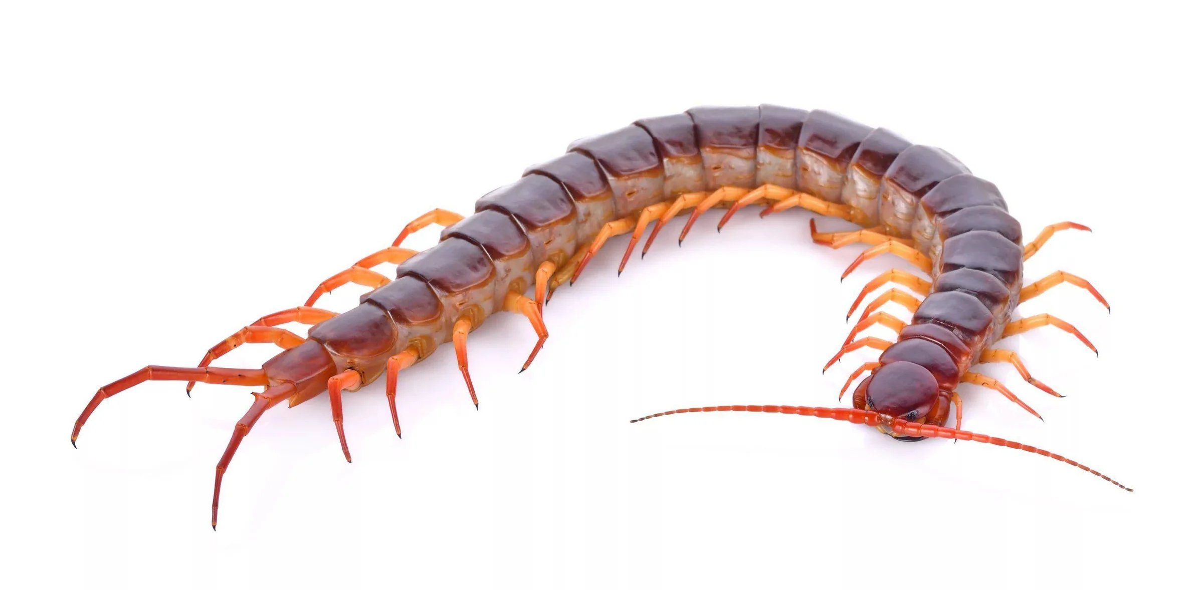 Centipedes control in Waipahu, Oahu