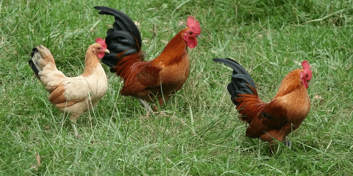 Chickens on Oahu