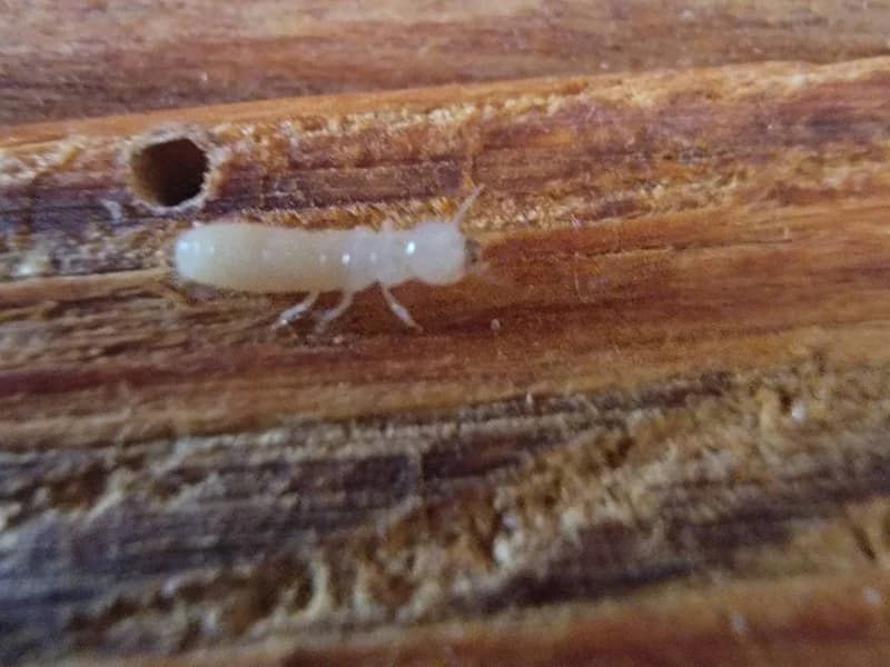 Drywood Termites control in Pearl City, Oahu