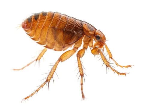 Fleas & Ticks control in Pearl City, Oahu