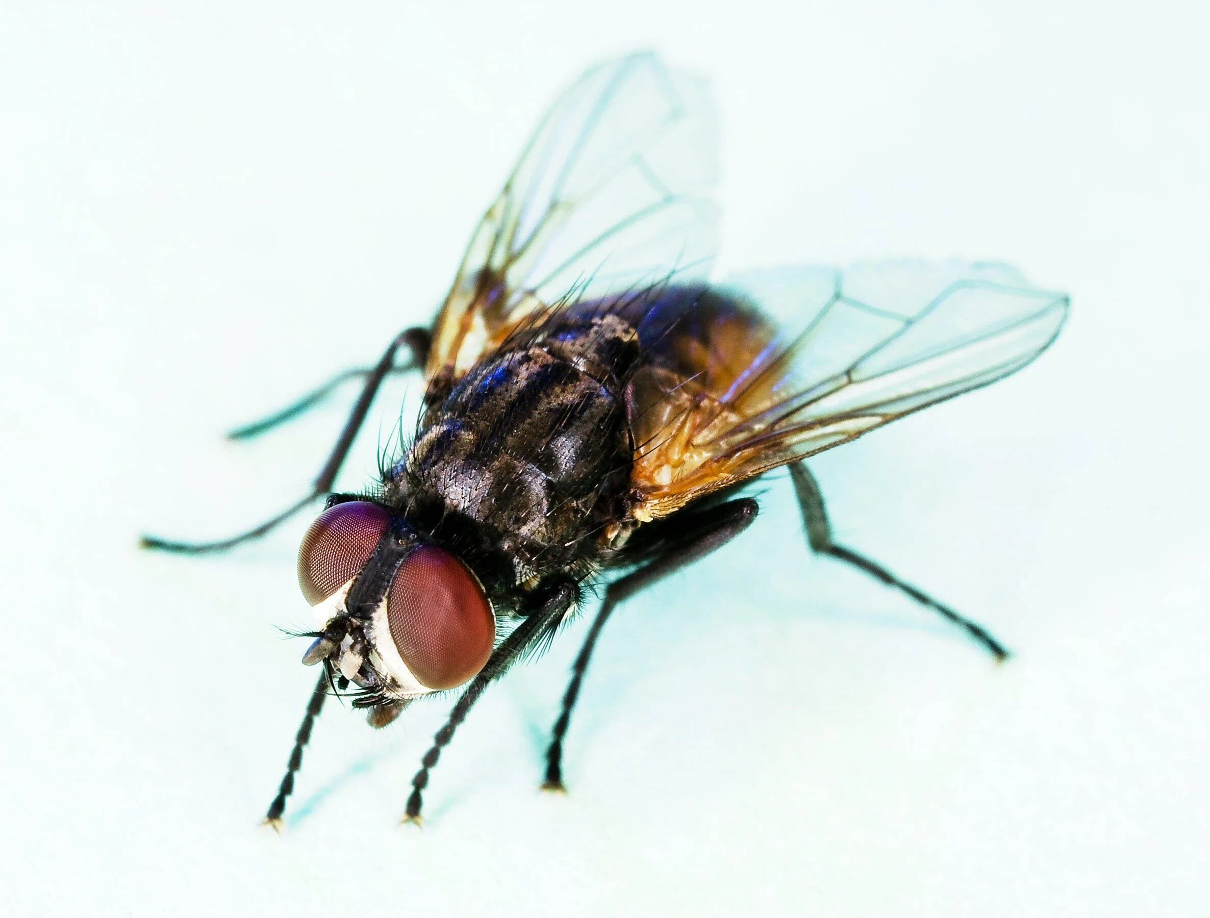 Flies control in Kapolei, Oahu