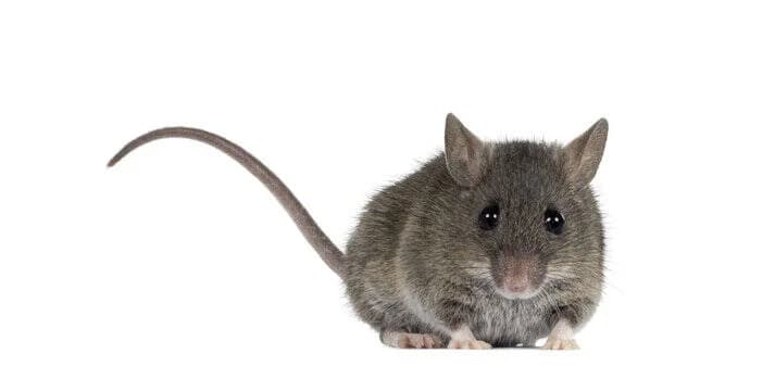 Mice control in North Shore, Oahu