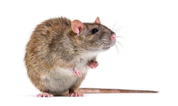 Norway Rats control in Pearl City, Oahu