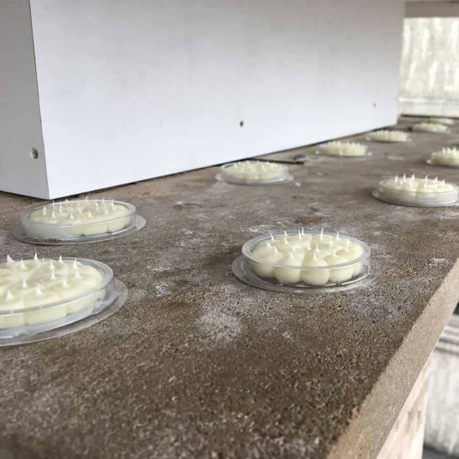Bird Optical Gel Discs