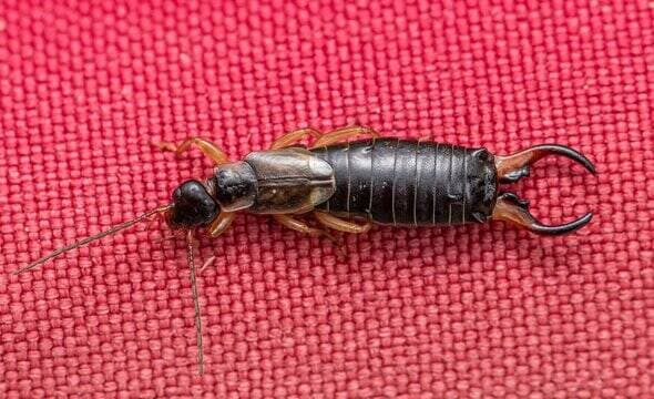 Other Crawling Insects control in Kapolei, Oahu