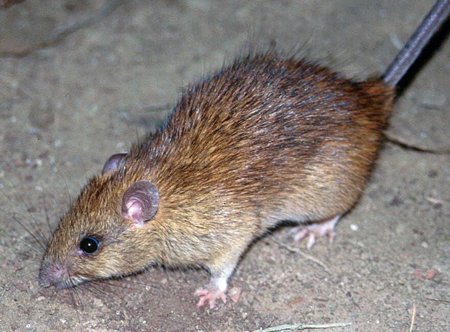 Polynesian Tree Rat control in Kapolei, Oahu