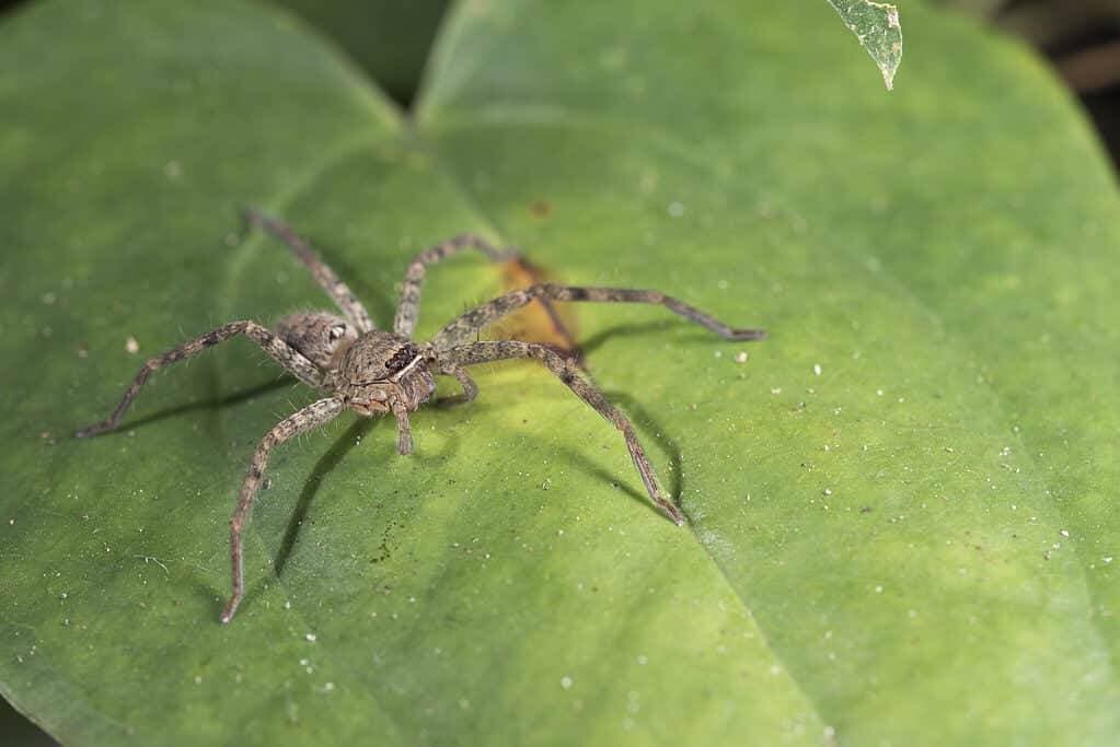 Spiders control in Kapolei, Oahu
