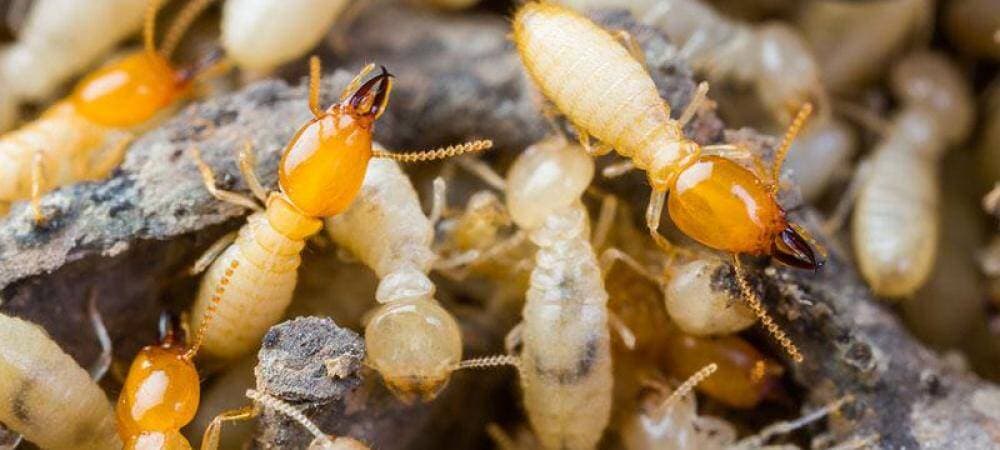 Subterranean Termites control in Kapolei, Oahu