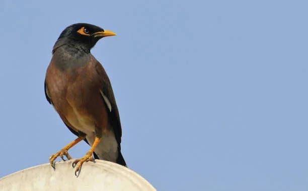 Myna Birds, Finches & Sparrows on Oahu