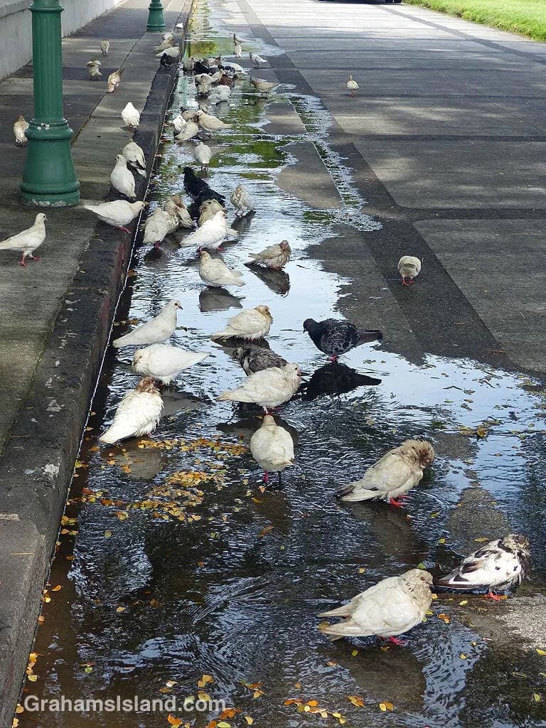 Pigeons on Oahu