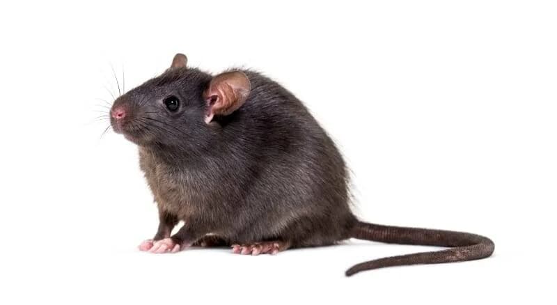 Roof Rats control in North Shore, Oahu